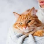 FLEA CONTROL FOR CATS BY VETAFARM